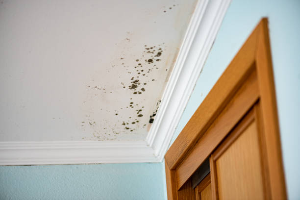 Best Black Mold Removal  in Akron, NY