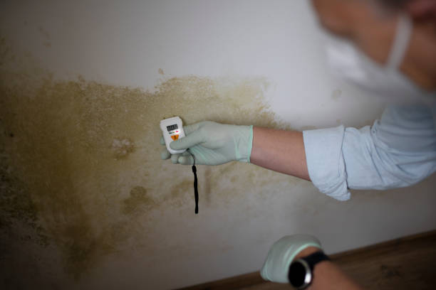 Akron, NY Mold Removal Company