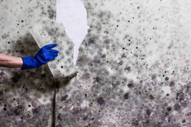 Best Fast Mold Removal  in Akron, NY